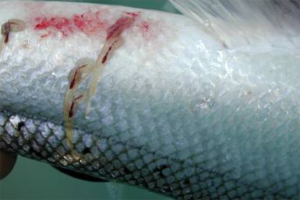 Scientists are developing a new ‘groundbreaking’ oral vaccine for sea lice in farmed Atlantic salmon