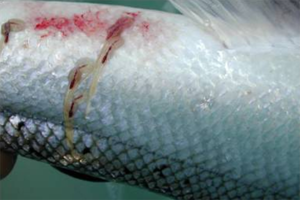 Article image for Scientists are developing a new ‘groundbreaking’ oral vaccine for sea lice in farmed Atlantic salmon