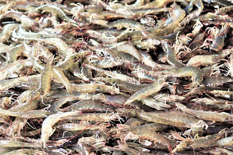 Article image for The OIE should delist IHHNV as a reportable farmed shrimp pathogen