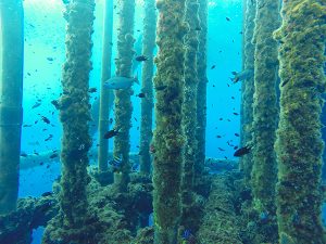 Researchers suggest recycling marine waste from inactive oil platforms into aquaculture feed