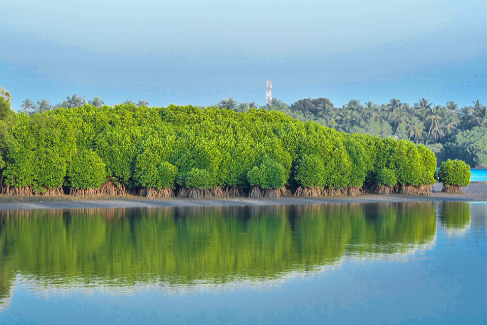 Mapping global declines in humandriven mangrove forest loss