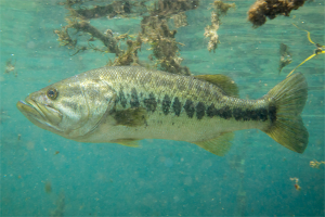 A multi-species evaluation for fish-free aquafeeds