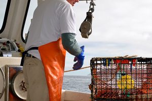 MSC suspends certification for Maine lobster fishery, enraging state’s political leaders