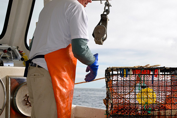 Article image for MSC suspends certification for Maine lobster fishery, enraging state’s political leaders