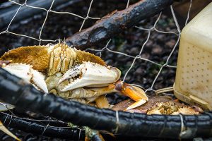 NOAA awards $4.2 million to study stressors facing Dungeness crab, other marine life under climate change