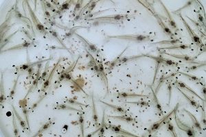 Antibacterial activity of Bacillus strains against AHPND-causing Vibrio campbellii in Pacific white shrimp