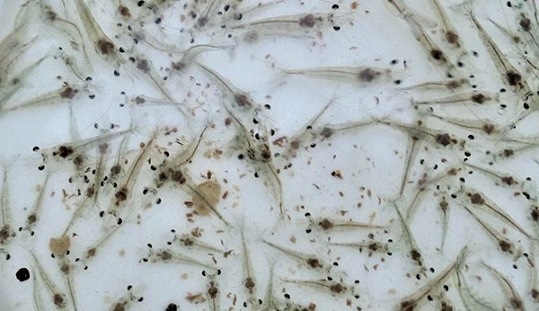 This study evaluated the antimicrobial activity of five Bacillus strains isolated from seawater in Jeju, South Korea against 12 Vibrio strains (10 AHPND strains and 2 non-AHPND strains).