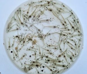 Actividad antibacteriana de cepas de Bacillus contra Vibrio campbellii causante de AHPND en camarones blancos del Pacífico