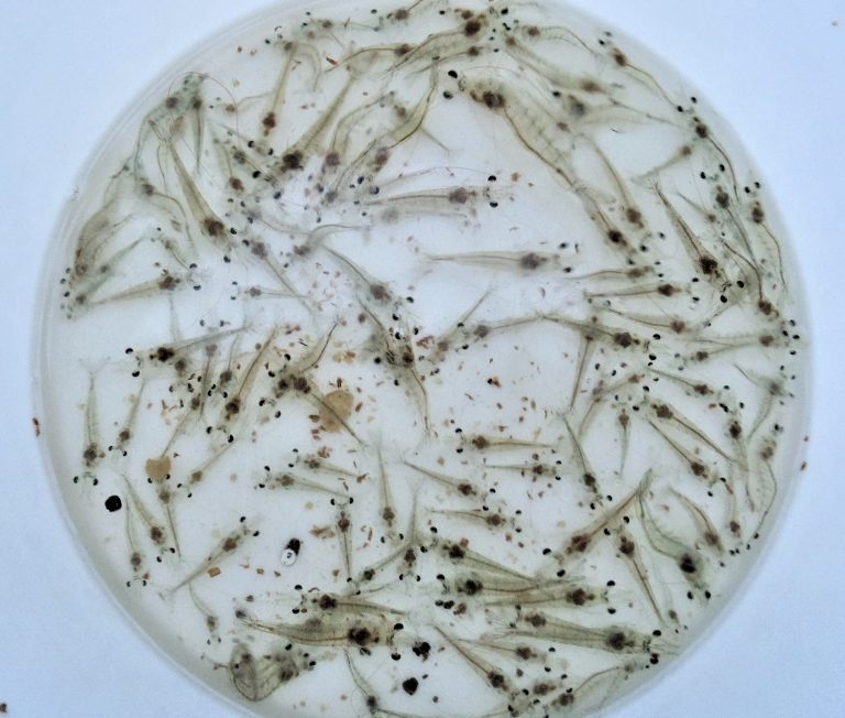 Article image for Actividad antibacteriana de cepas de Bacillus contra Vibrio campbellii causante de AHPND en camarones blancos del Pacífico