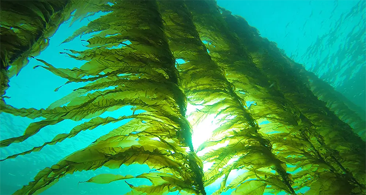 Image for article: Feature article: Not just for noshing: Seaweed startups focus on industrial uses for the fast-growing biomass