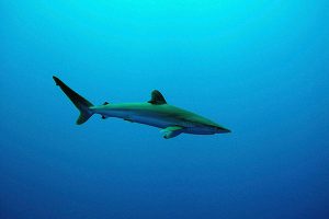 Fisheries management help tunas, billfishes recover, but extinction risk of sharks rises