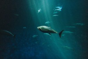 ICCAT adopts modernized fisheries management plan for Atlantic bluefin tuna