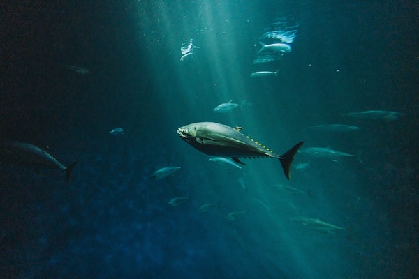 Atlantic bluefin tuna