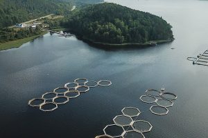 Study highlights a slowed global aquaculture growth rate and need to rebuild wild fish stocks