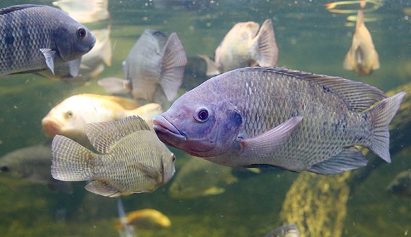 Tilapia Welfare
