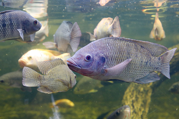 Tilapia Welfare