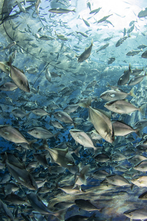 Article image for TNC evaluation confirms offshore aquaculture company’s low carbon footprint