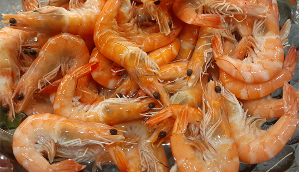 industria del camarón