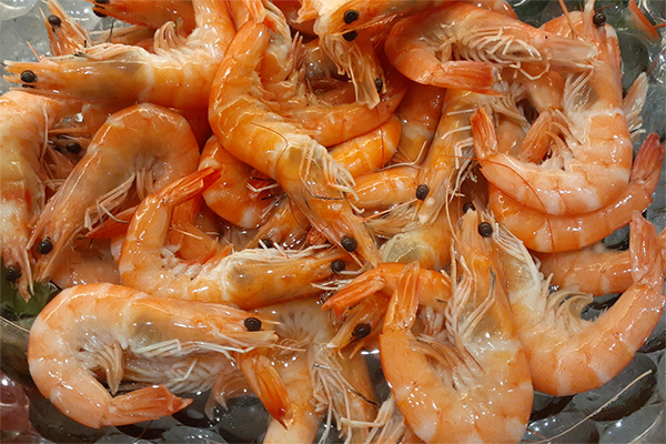 Article image for Freshwater prawn farming in Brazil