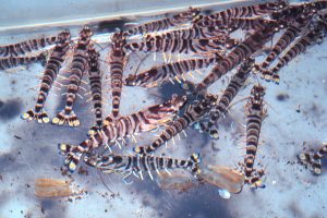 Population behavior of cultured Kuruma prawns