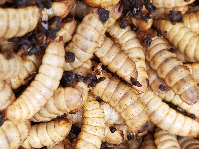 Article image for Bioactivity of black soldier fly larvae meal
