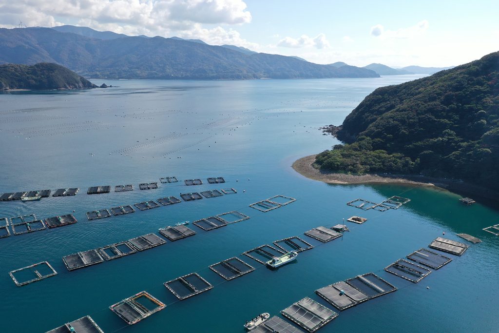 Article image for Can carbon mitigation strategies for aquafeeds help cut aquaculture’s greenhouse gas emissions?