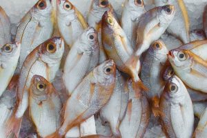 EU launches $5M aquaculture research project to enhance farmed fish health and welfare