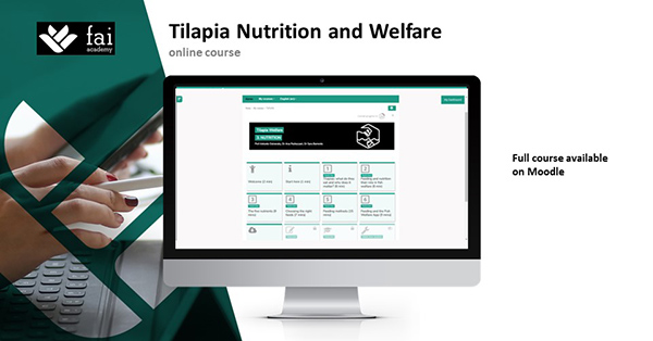 Article image for FAI launches innovative online training series on tilapia welfare