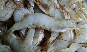 New Infectious Myonecrosis Virus variant linked with recent disease outbreaks in Pacific white shrimp in Brazil