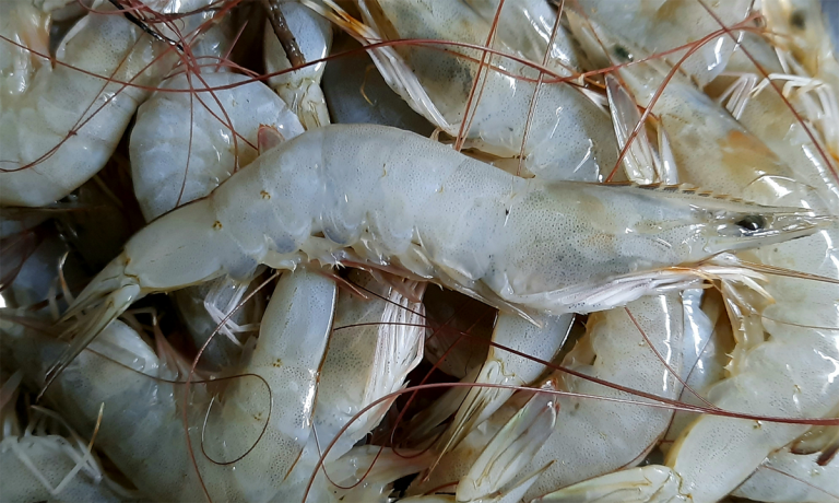 Article image for New Infectious Myonecrosis Virus variant linked with recent disease outbreaks in Pacific white shrimp in Brazil