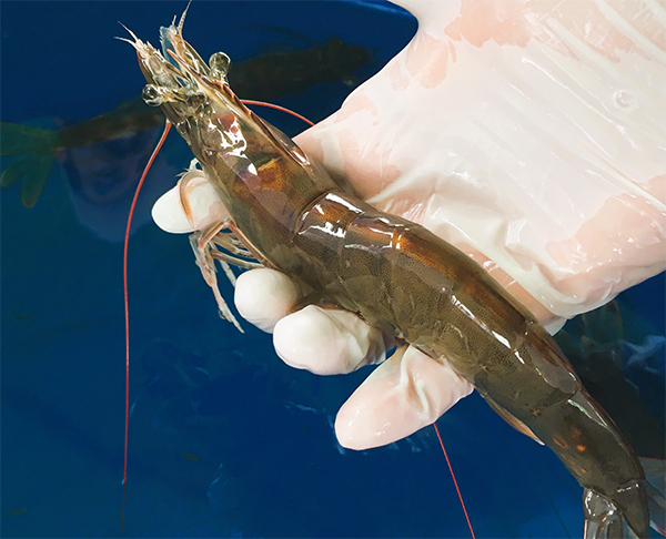 Article image for Cómo las fuentes de fosfolípidos afectan el crecimiento, la salud y la microbiota intestinal de hembras de camarón blanco del Pacífico