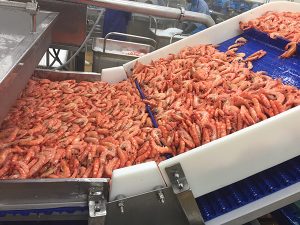 cocción de camarones