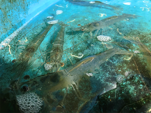 What are the optimal levels for fishmeal and methionine in juvenile shrimp diets?