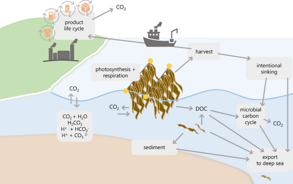 Macroalgae aquaculture as a potential carbon dioxide removal strategy ...