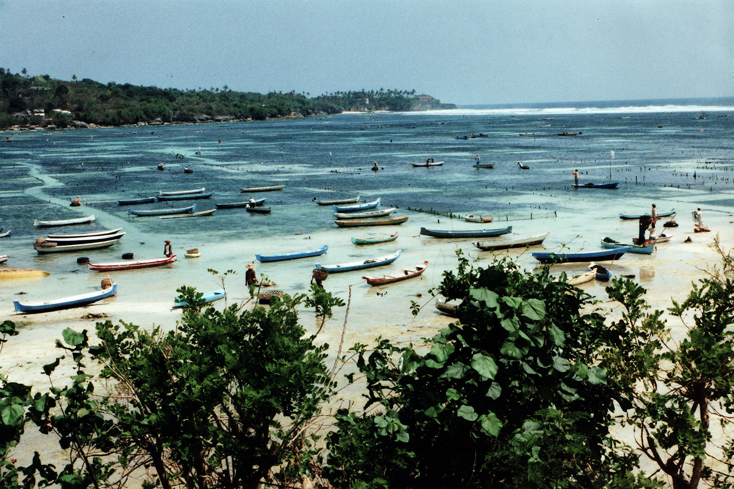 macroalgae aquaculture