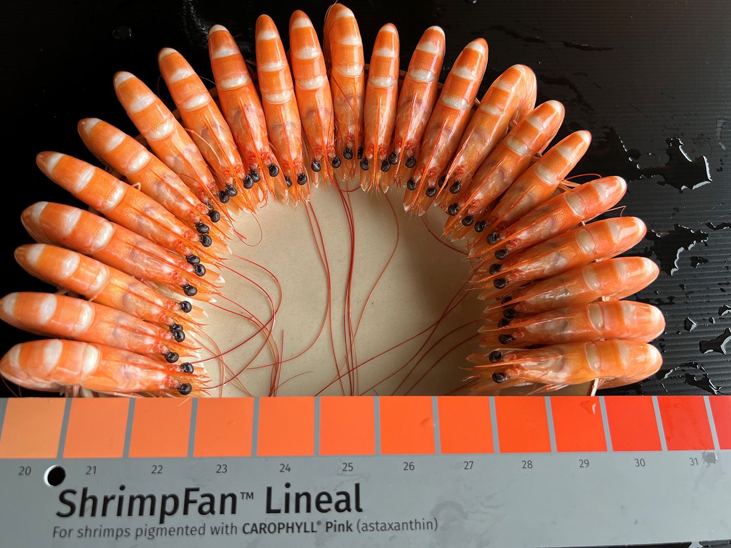 shrimp pigmentation