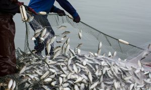 On the dark side: How technology helps to expose potential IUU fishing on the deep sea