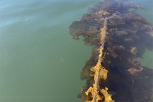 Kelp farms believed to help reduce coastal marine pollution
