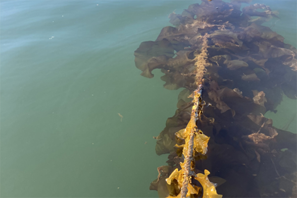 Article image for Kelp farms believed to help reduce coastal marine pollution