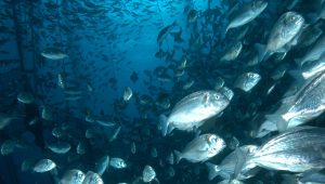 Study outlines ways to improve welfare and production of five farmed fish species in Europe