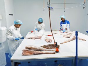 Cape Fish processing