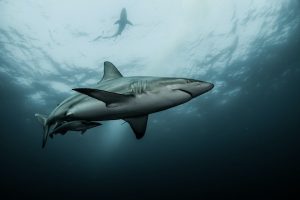 Study: Effective fisheries management reduces extinction risk of sharks and rays