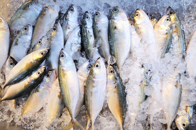 Article image for Underdeveloped seafood cold chains threaten livelihoods, food security and climate