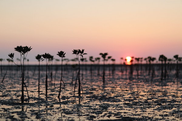 Article image for SFP: Shrimp farming can help restore mangroves and mitigate climate change