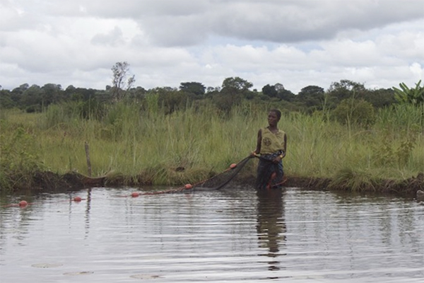 Article image for Stirling-WorldFish: Fish polyculture offers a flexible pathway to food and nutrition security