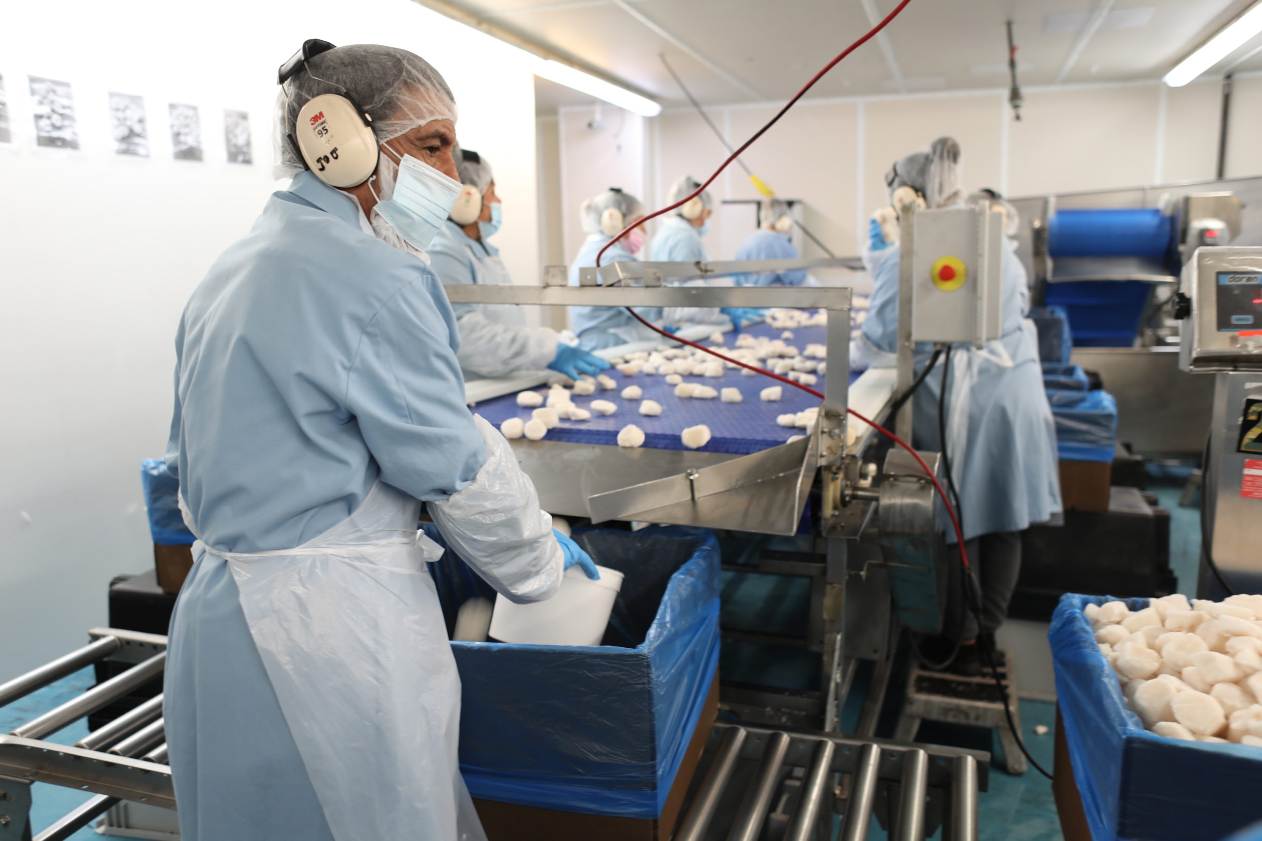 Workers pack sea scallops at Atlantic Capes Fisheries processing plant in New Bedford, MA.