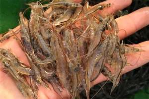 Improving the health and Fusarium resistance of Pacific white shrimp through dietary supplementation