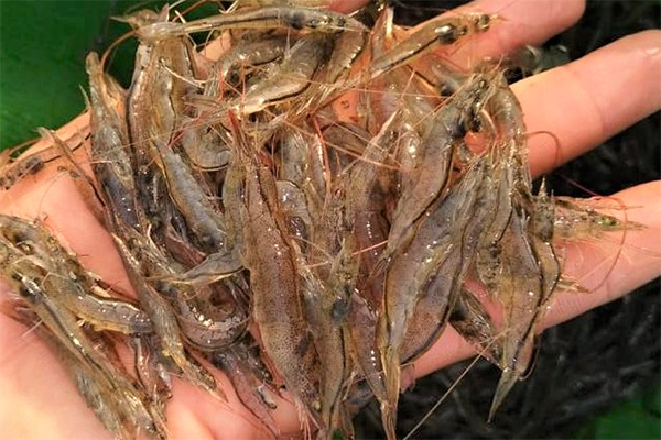 Article image for Improving the health and Fusarium resistance of Pacific white shrimp through dietary supplementation