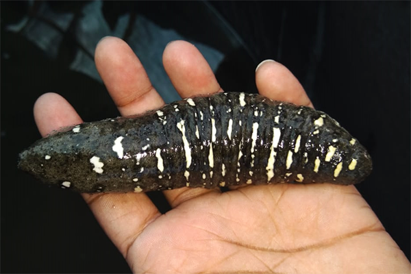 Article image for Genomic audit to inform fishery and conservation management of the Fijian sandfish