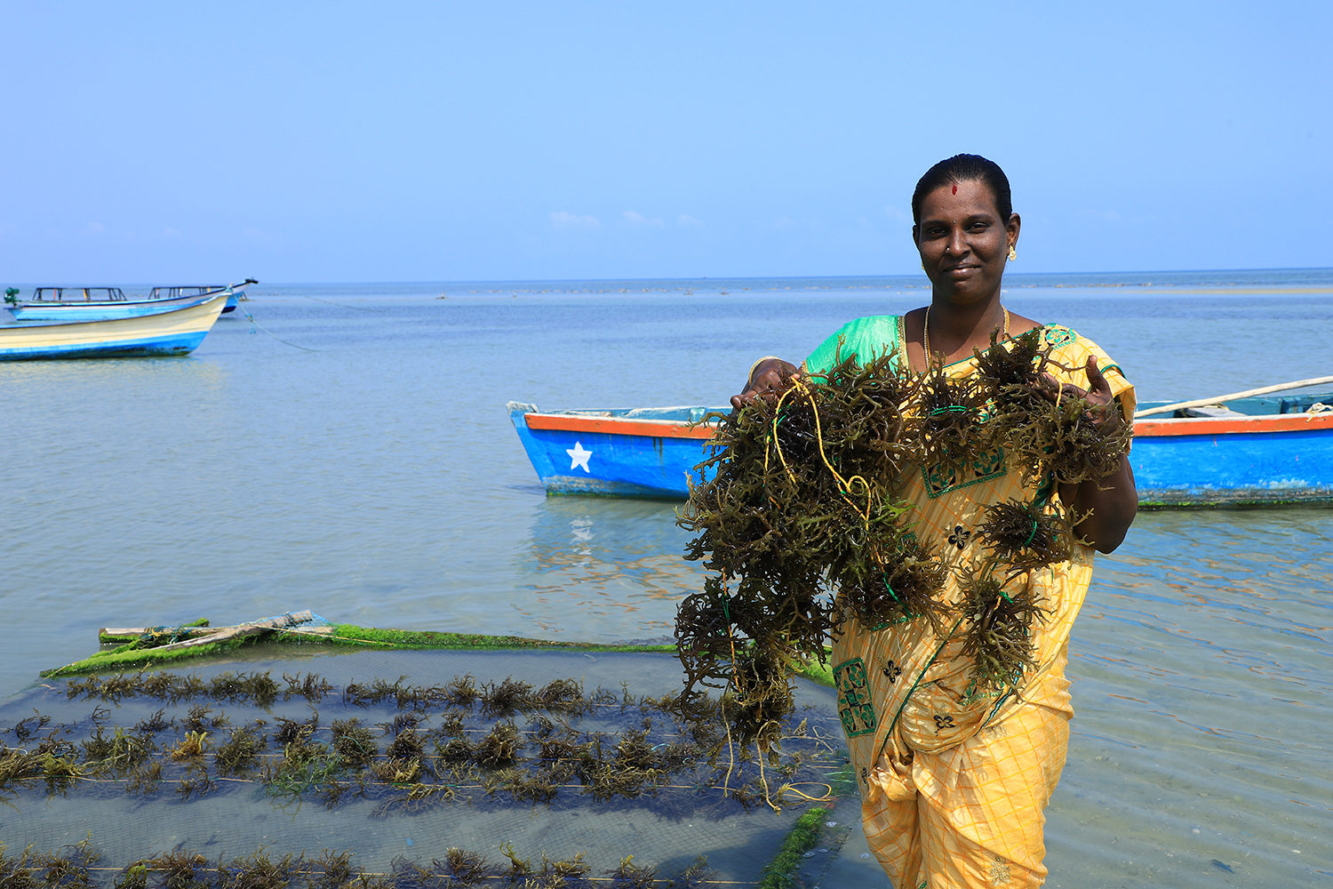 seaweed farming